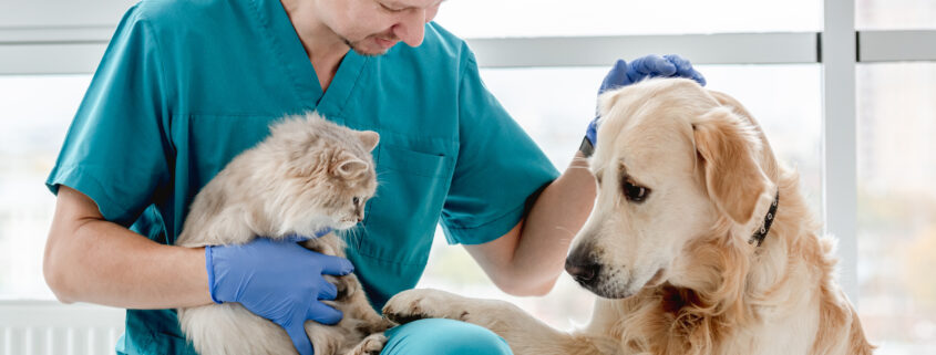 Vet improving their mental health by petting a dog and holding a cat.