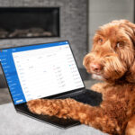 Brown dog browsing the internet on a laptop.