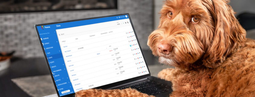 Brown dog browsing the internet on a laptop.