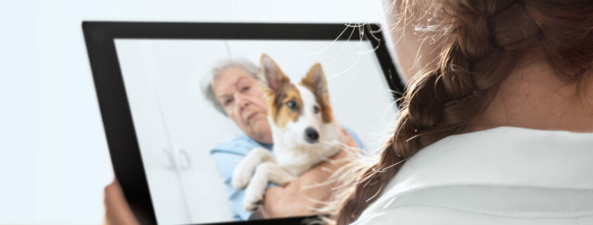 A female vet speaking to a client holding a dog through a tablet.