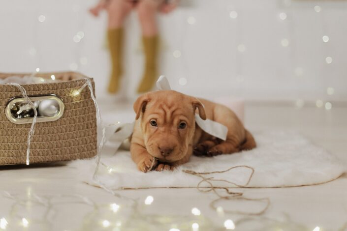 American,Pit,Bull,Terrier.,Little,Puppy,With,A,Bow.,New Cute puppy celebrating new year's