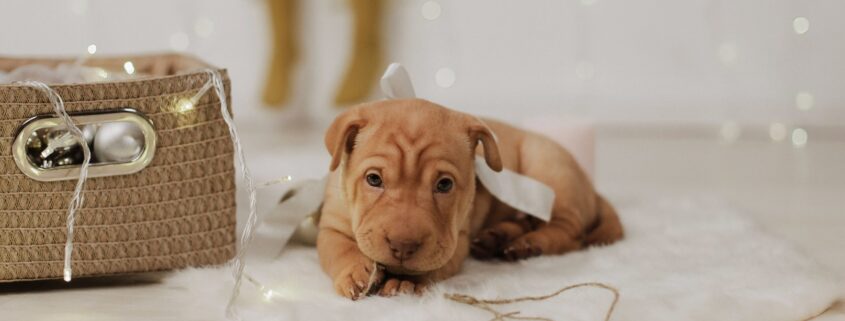 Cute puppy celebrating new year's